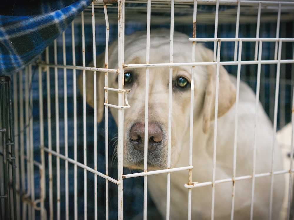She Called the Sheriff to Approve Her Dog 'Rescue.' Over 100 Dogs Were Already Dead.