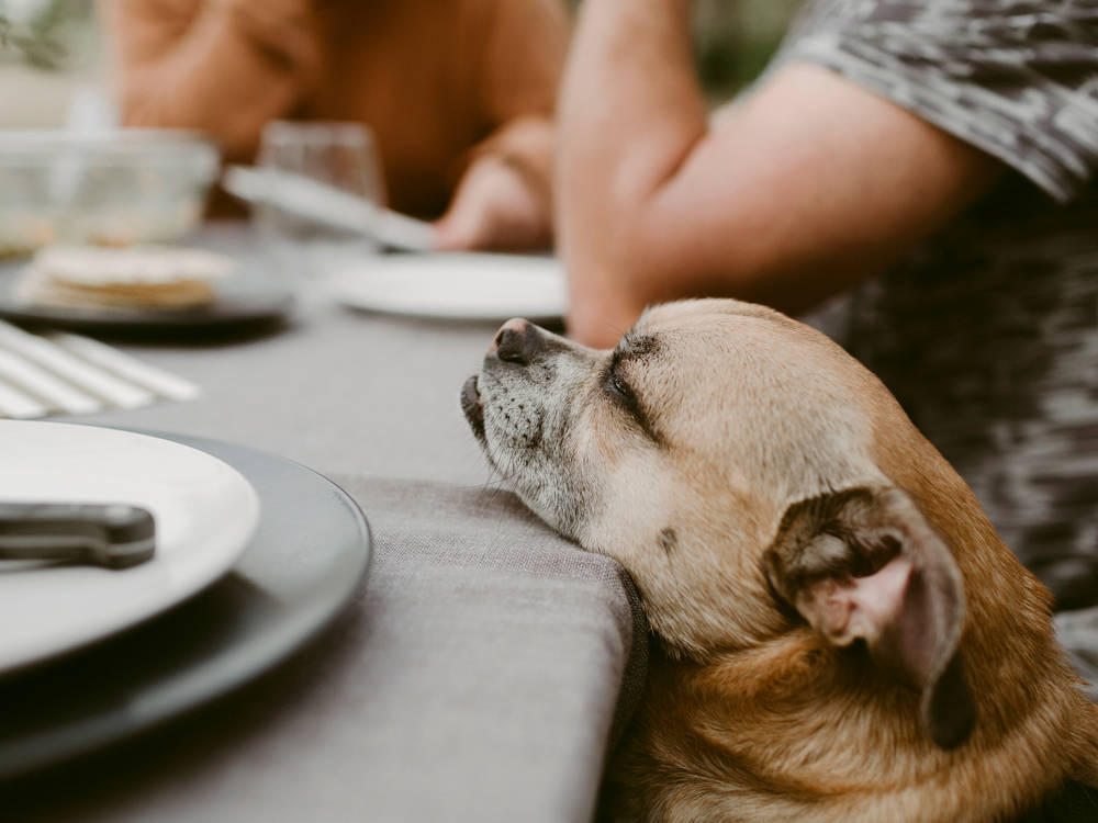 Thanksgiving Is Rigged Against Your Dog. 7 Ways to Beat It