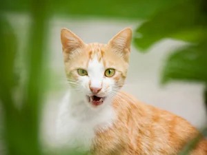 That Weird Jaw Jitter? Your Cat Is Hunting an Animal They'll Never Catch.