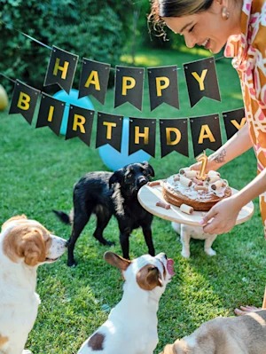 Half of a Dog's Birthday Haul Is for Your Camera Roll. Here Are the 12 Your Dog Actually Cares About.