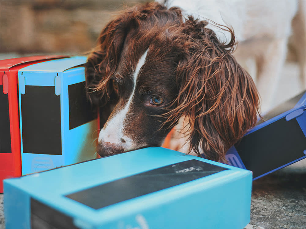 The One Dog Sport Where the Anxious Dog Wins