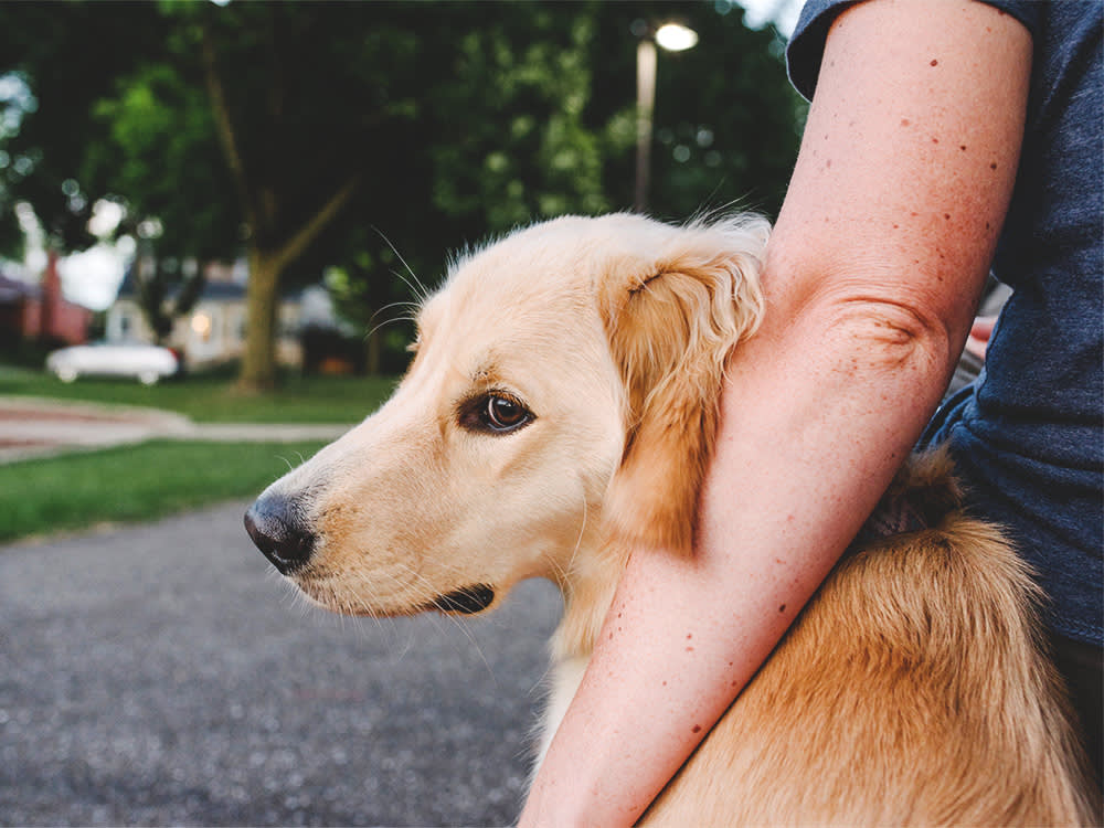 The Most Dangerous Dog Isn't a Breed. It's the One Nobody's Reading.