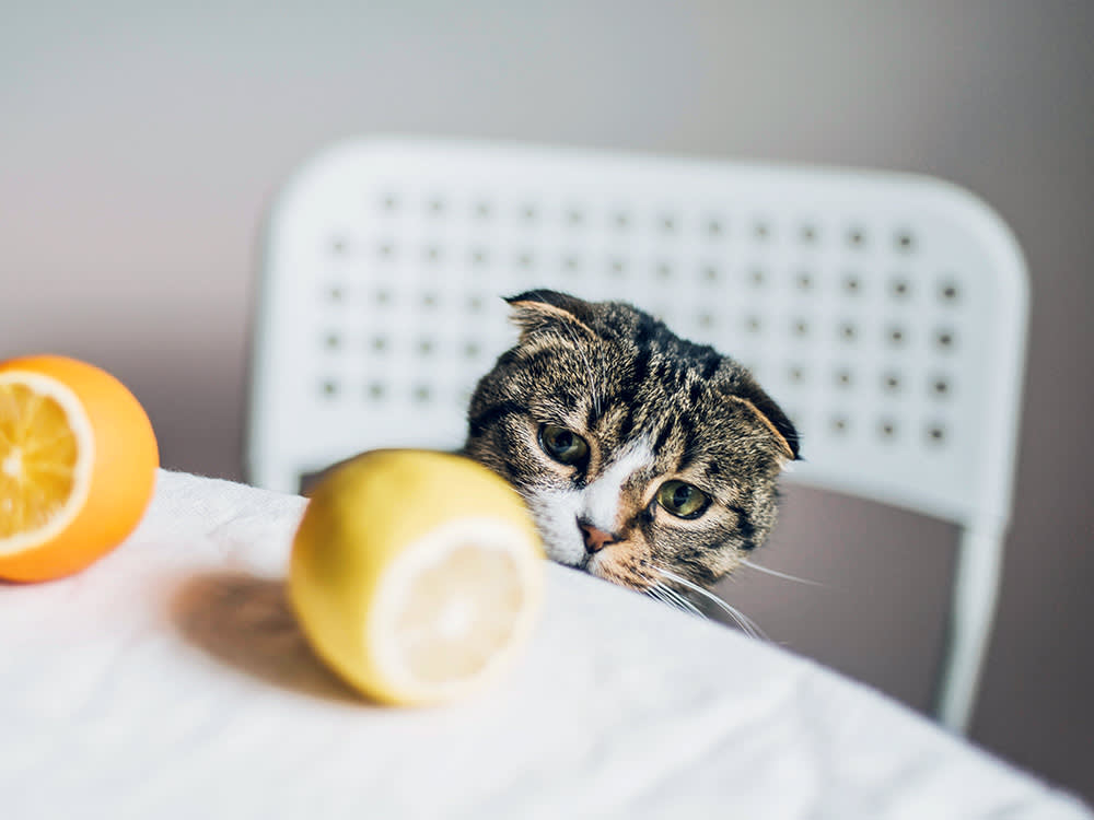 You're Decorating Your Cat's World With Smells It Can't Stand