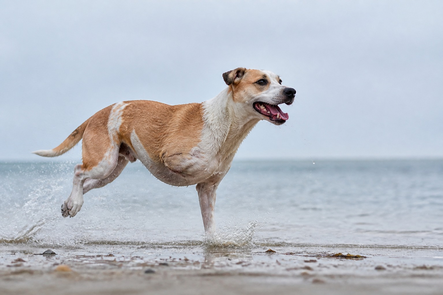 Your Tripod Dog Is Fine. It's the Other Three Legs You Should Worry About.