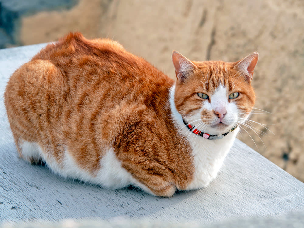 Those Cheeks Aren't Chub. They're Armor, and They Tell You Your Cat Is Unneutered.