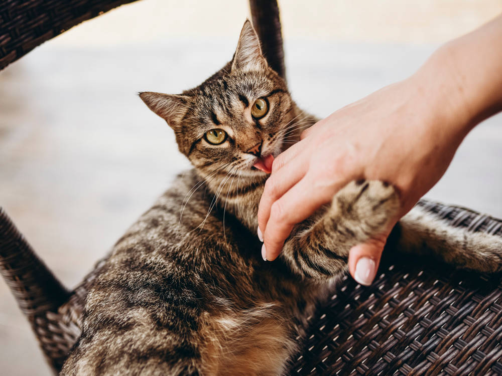 The Pain Cream in Your Medicine Cabinet Can Kill a Cat Who Never Touched It