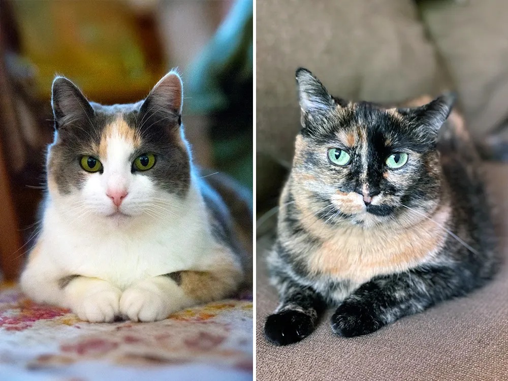 Tortie or Calico? It's Not About the Colors. It's About the White.