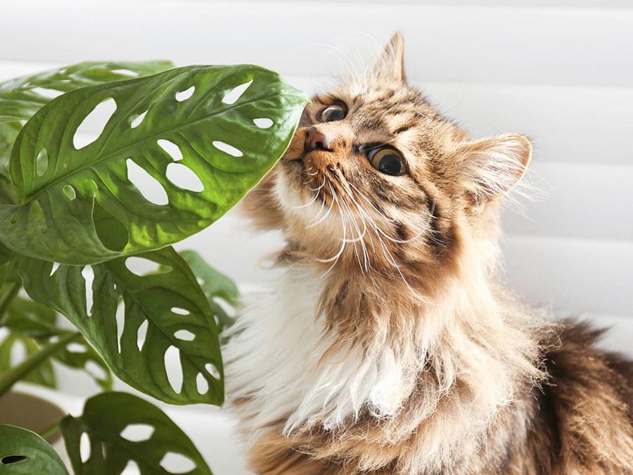 Most 'Toxic' Plants Just Make Your Cat Drool. Two Genera Actually Kill.