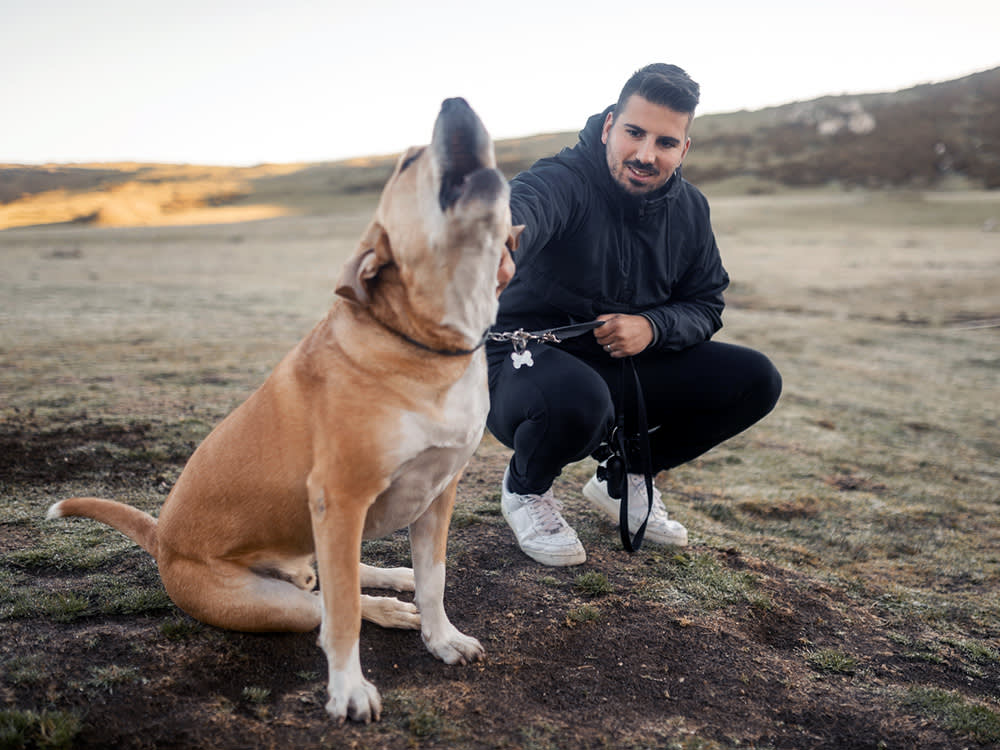 Anti-Bark Devices Don't Stop Barking. They Punish a Sentence You Can't Read