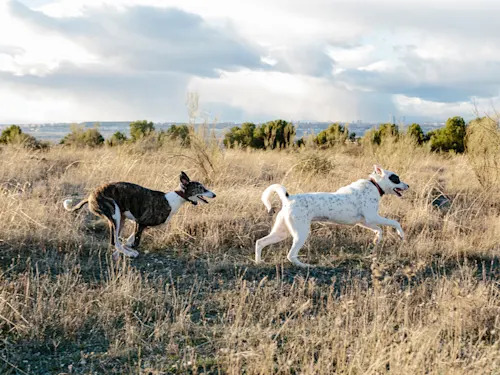 Yes, a Dog Can Catch Cancer From Another Dog. It's Also One of the Most Curable.