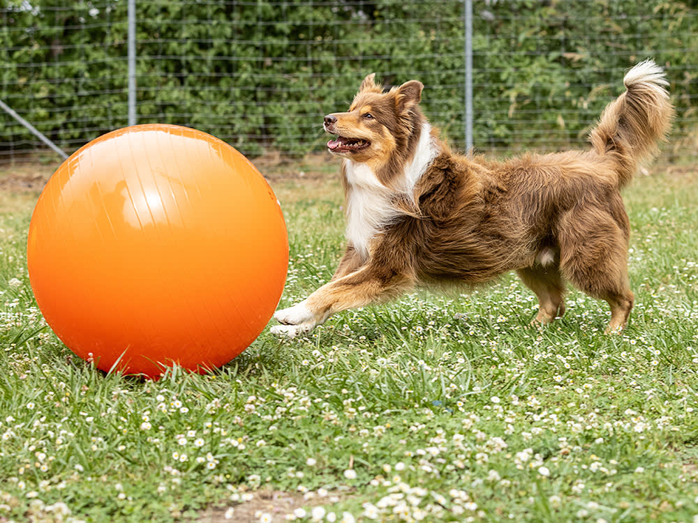 Your Herding Dog Has No Sheep. Give It Eight Exercise Balls Instead.