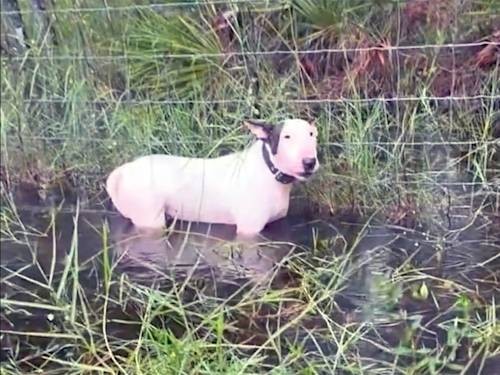 A Dog Left in a Hurricane's Floodwaters Changed Florida Law. The Court Case Went Sideways.