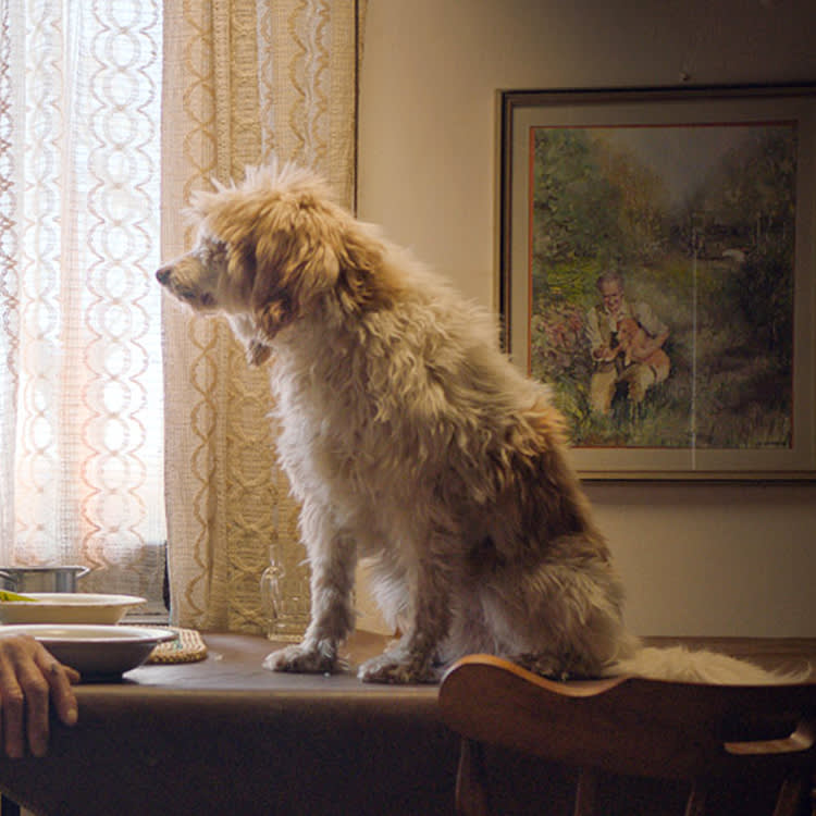 'The Truffle Hunters' Is Really About the Dogs. That's the Whole Point