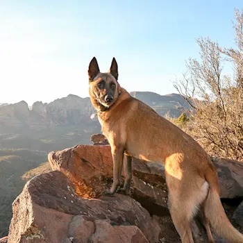 Tucson Is a Dog Paradise That Runs on a Desert Clock