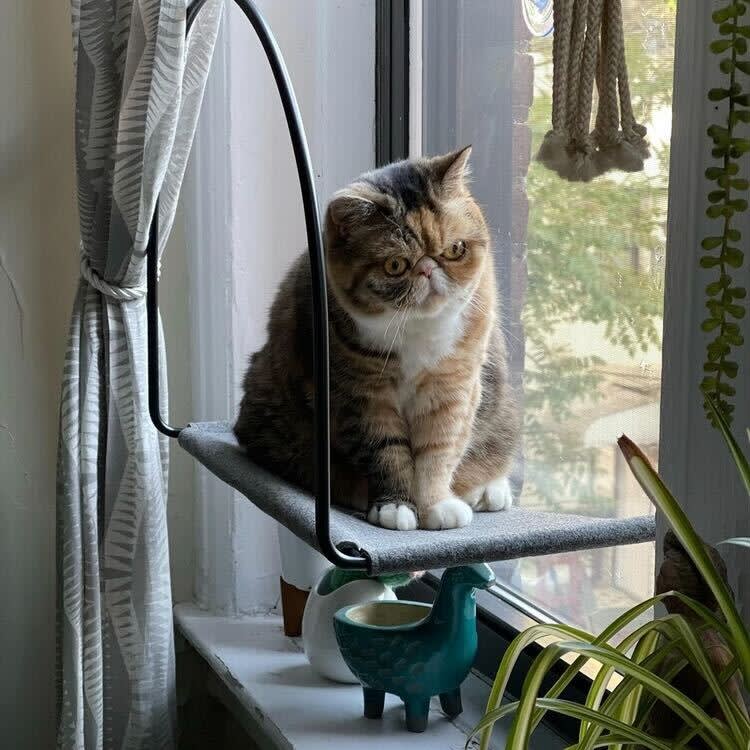 The Window Hammock That Ends the Cat-Versus-Houseplant War