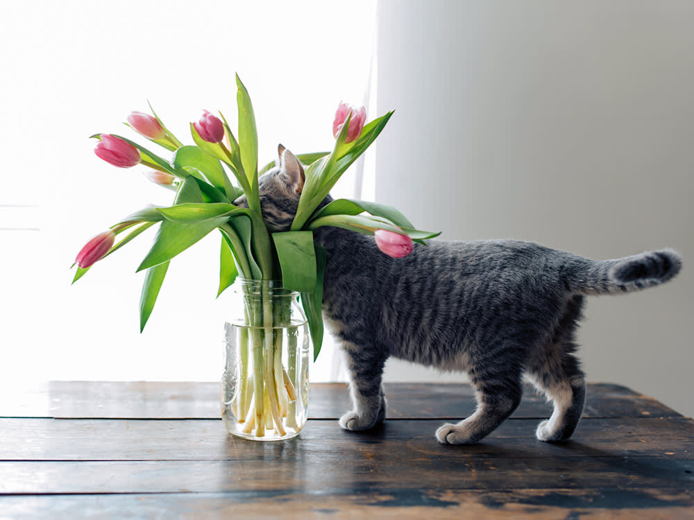 Not All Tulip Trouble Is Equal: A Cat Owner's Risk Map