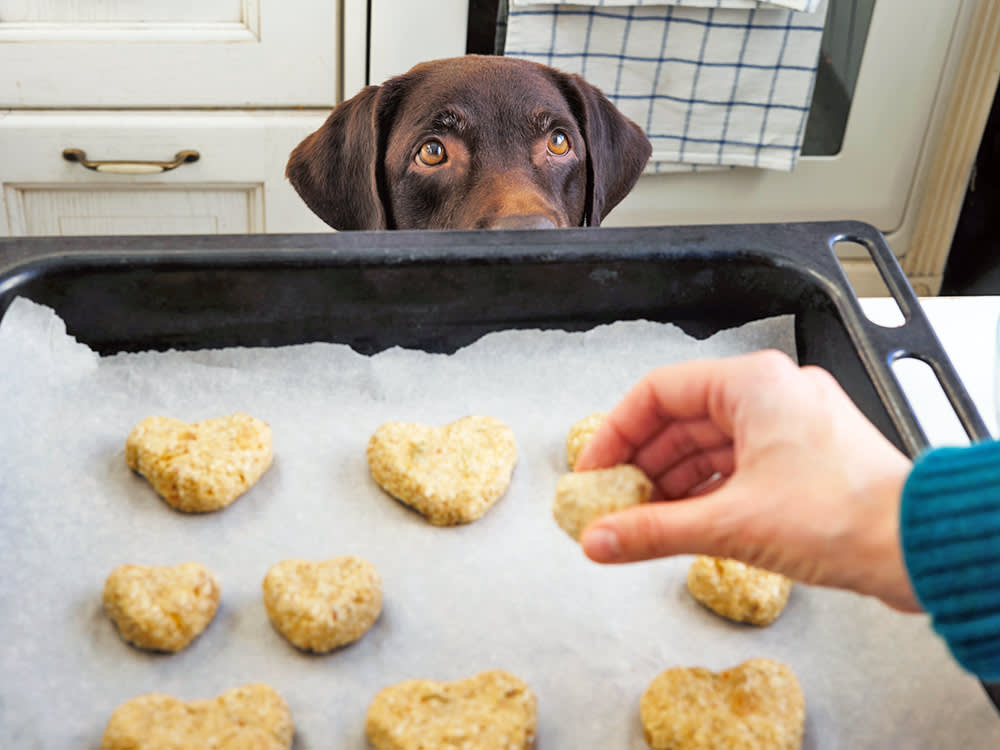 Turmeric Barely Absorbs in Dogs. This Treat Recipe Fixes the Flaw.