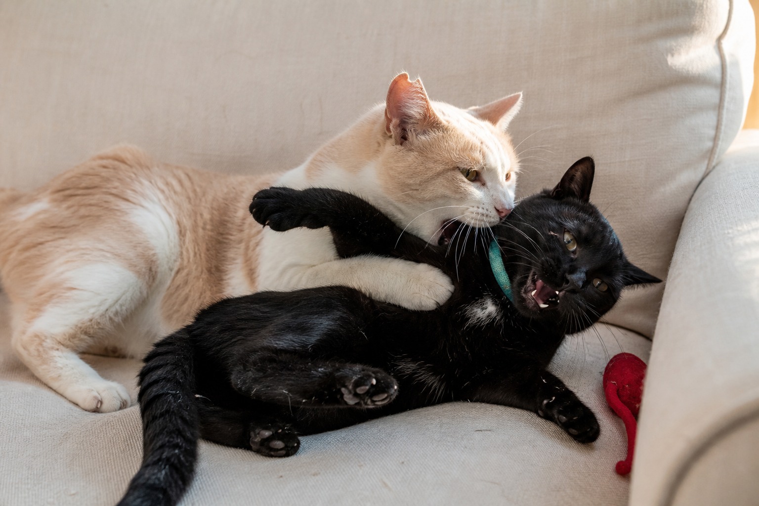 The Neck Bite Is Never the Problem. The Body Around It Is.