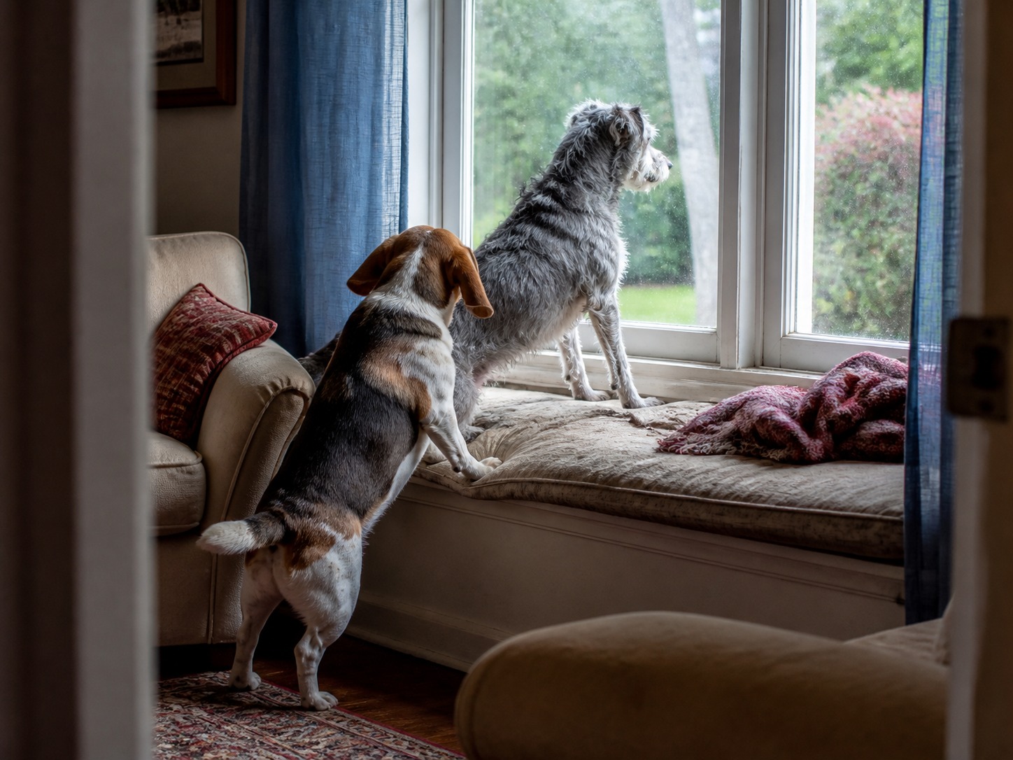Your Second Dog Is Copying Your First. That's the Risk, Not the Perk.