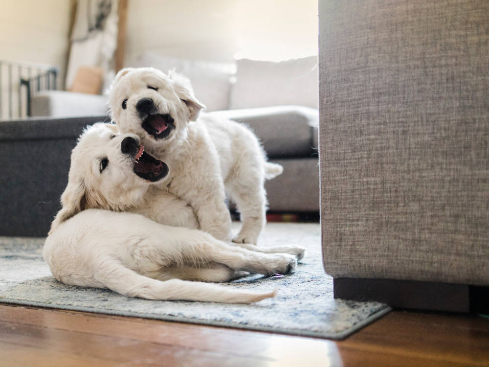Two Puppies Sound Twice as Sweet. Trainers Beg You to Reconsider.