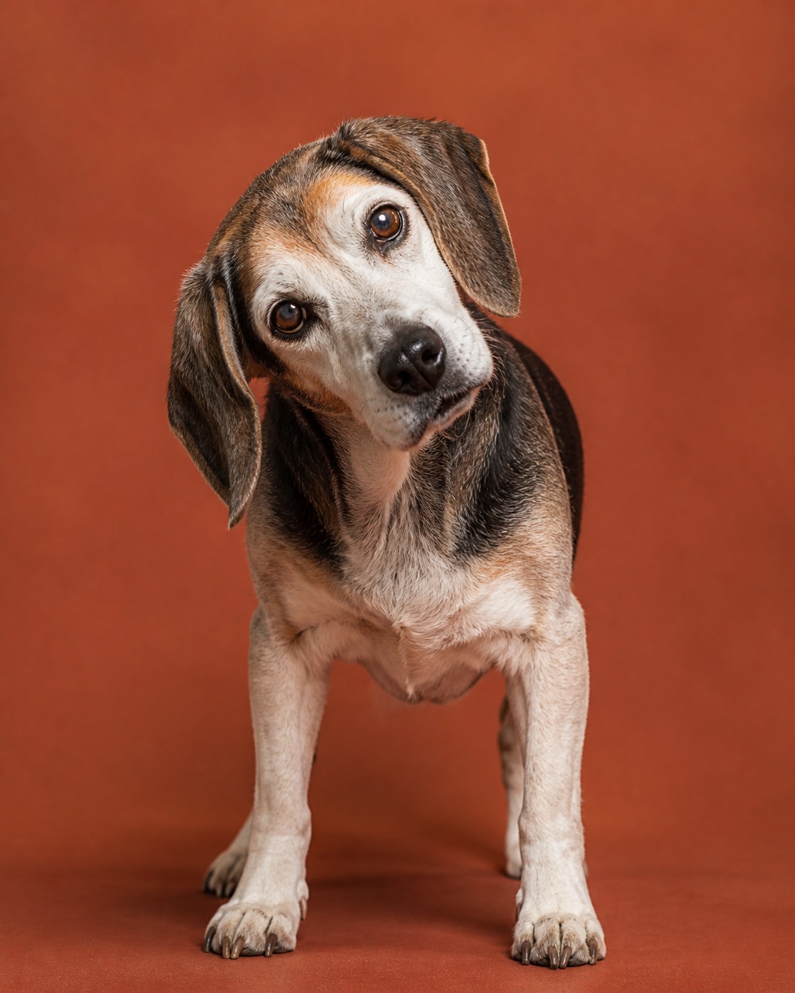 Your Old Dog Isn't Having a Stroke. The Next 72 Hours Will Prove It.