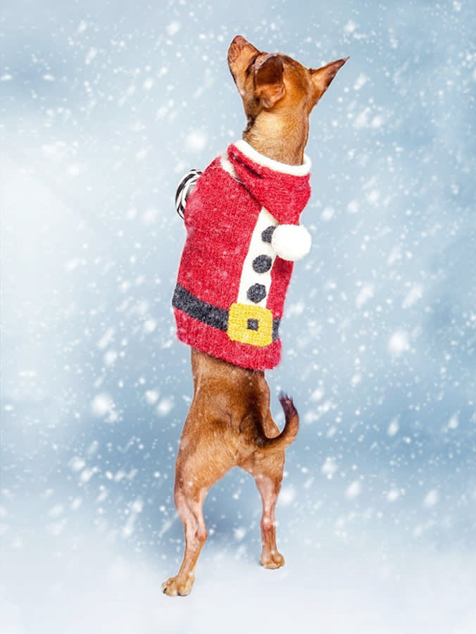 The Ugliest Dog Sweater Still Has to Fit. 9 That Actually Do.