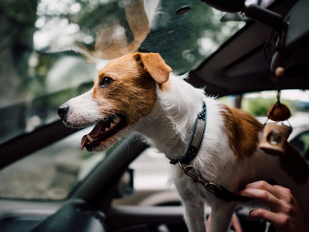 That Dog With Its Head Out the Window Is a 50-Pound Projectile Waiting to Happen
