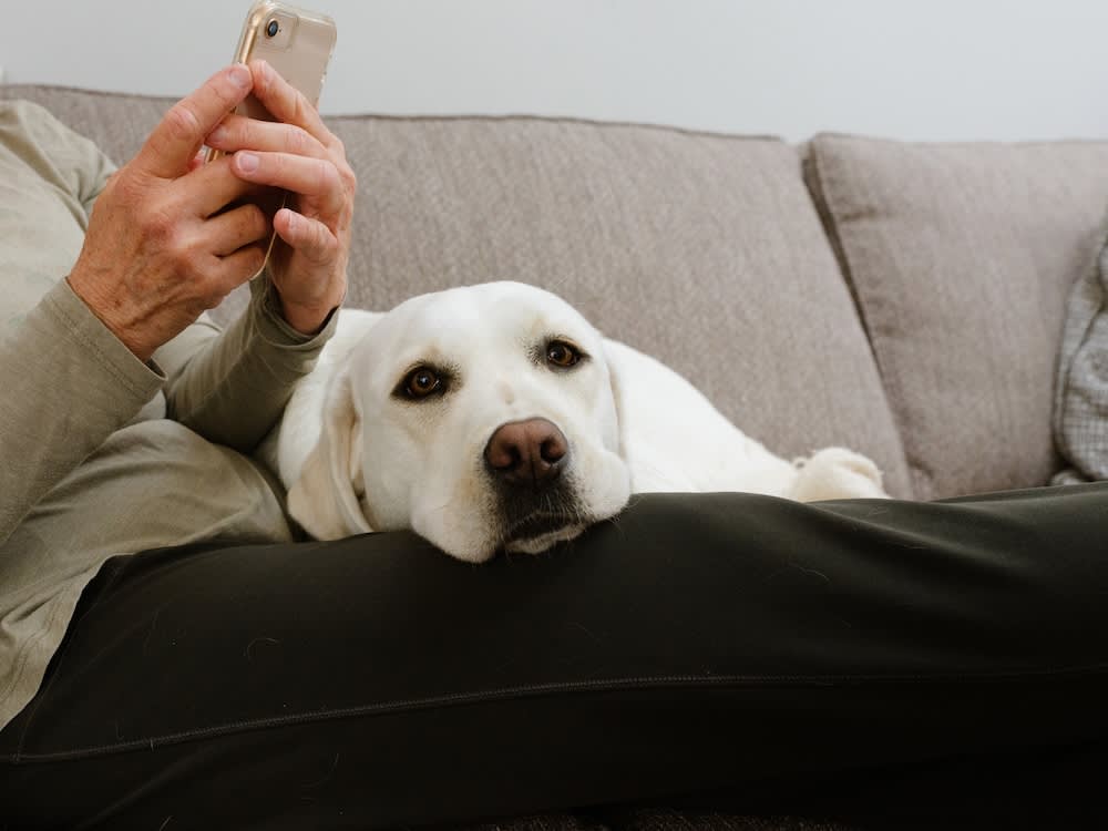 A Longer Walk Won't Fix This. 7 Signs Your Dog Is Under-Exercised.