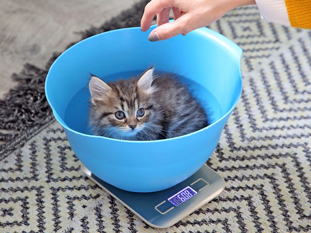 Is Your Kitten Actually Too Skinny? There's a Simple Rule That Settles It