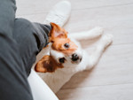 The 'Velcro Dog' Is Sweet Until It Isn't. Know the Difference.