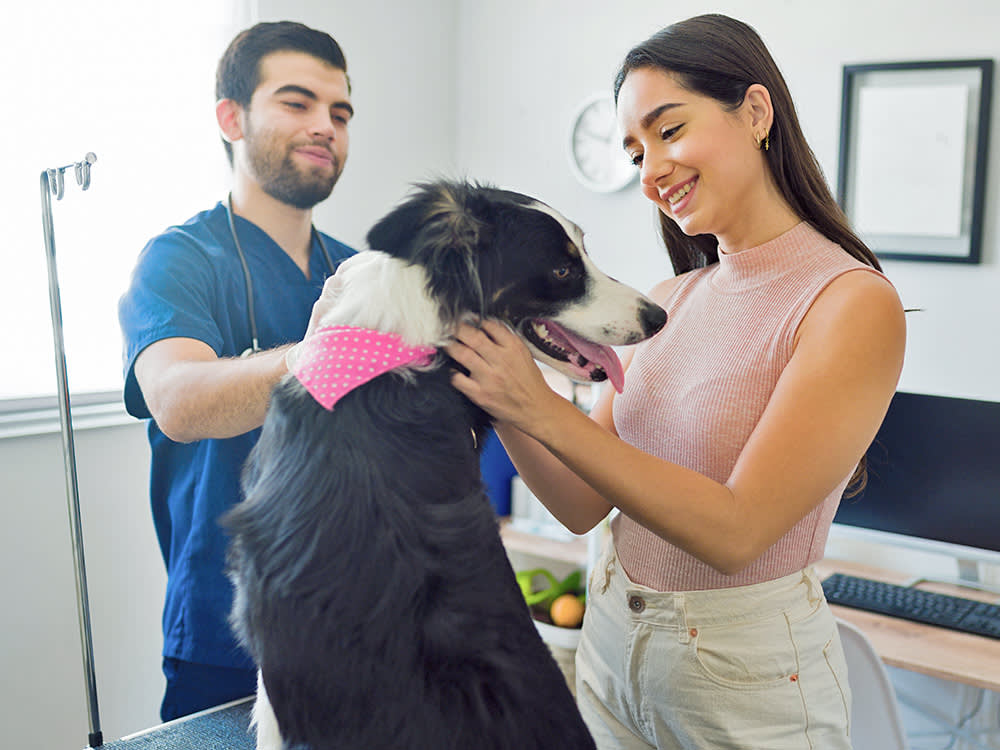 The Vet Bill That Bankrupts People Isn't the One You're Dreading