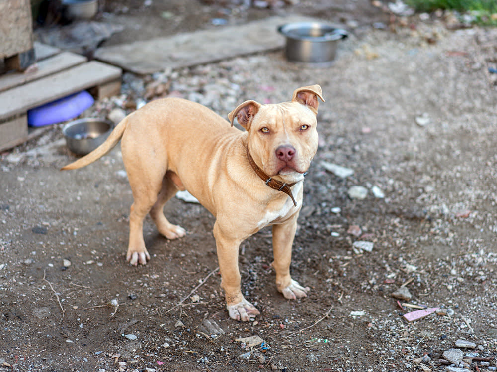 A TikTok Freed 40 Chained Dogs. The Part That Made It Work Wasn't the Video.