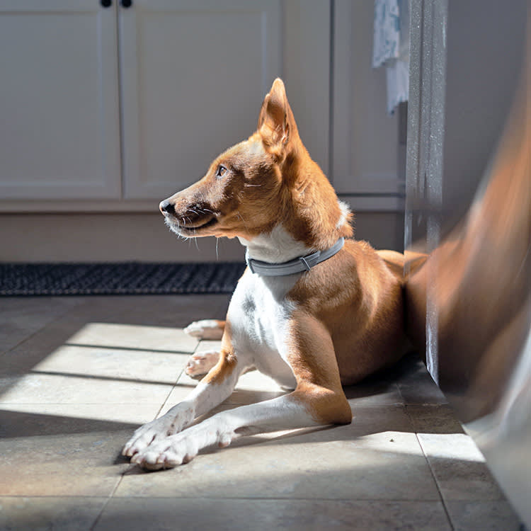 Your Old Dog Staring at the Wall Is Veterinary Medicine's Most Missed Diagnosis