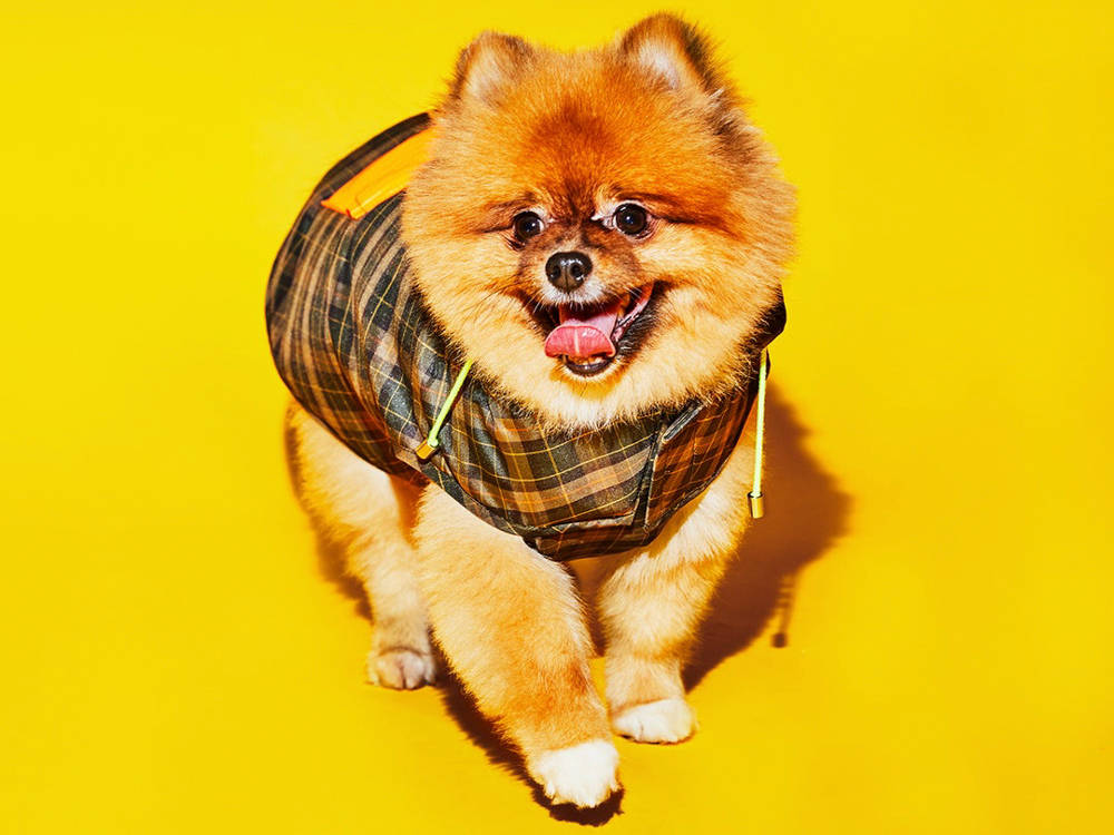 The Dog-Clothing Brand That Sells at Harrods and Refuses to Be Cute