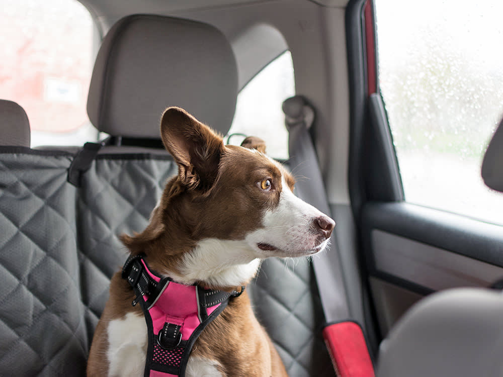 Washington's Senate Voted 48-0 to Let You Idle for Your Dog. The Bill Died Anyway.