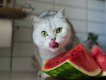 Watermelon Won't Hydrate Your Cat the Way You Think