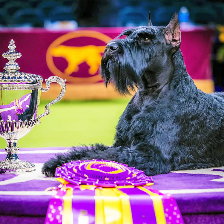 Two Years, Two Best in Show Winners, Two Sets of Cut-Off Ears. That's Not a Coincidence.