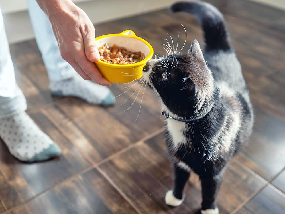 Wet Food Rarely Gives a Cat Diarrhea. The Way You Switched It Usually Does
