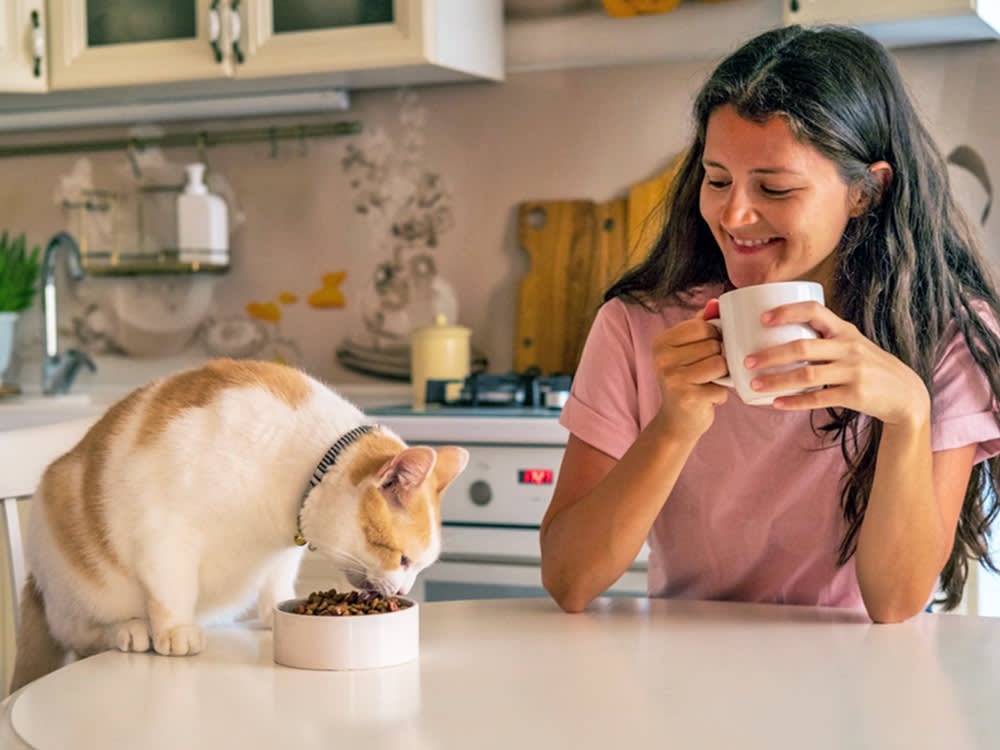 Wet vs. Dry Cat Food: The Moisture Question Settles Most of It
