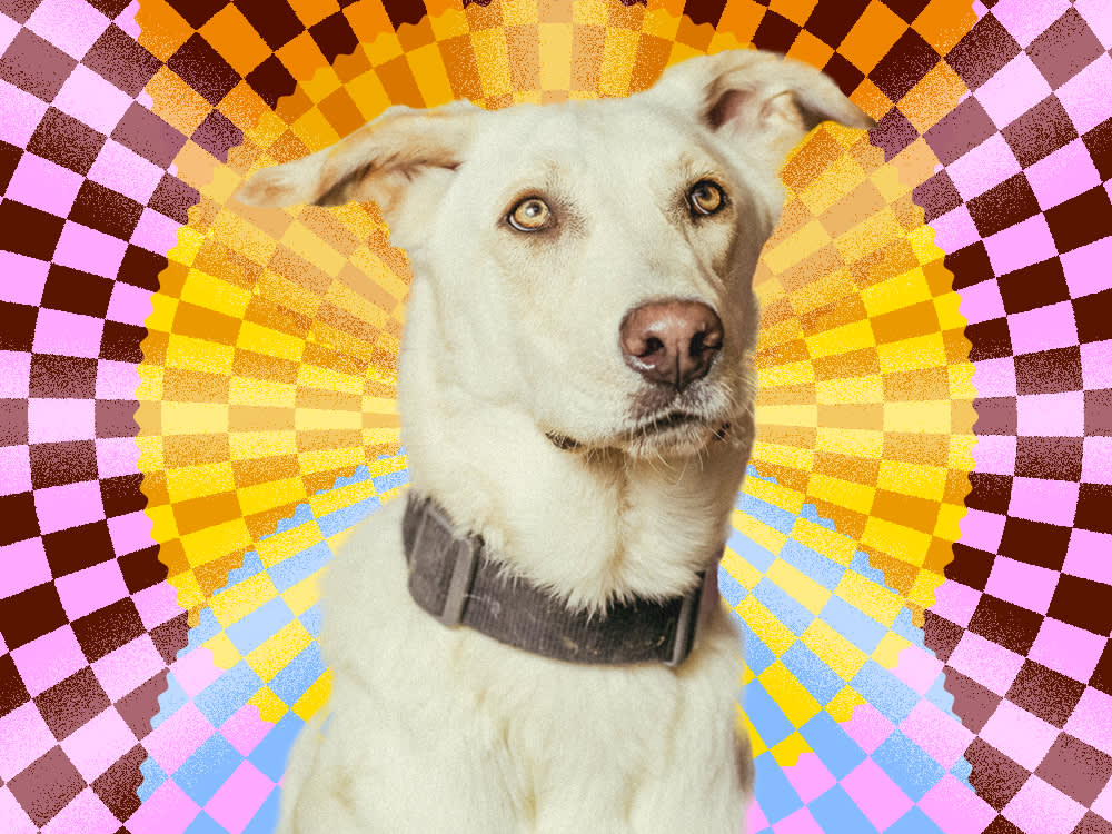 The Pet Psychic Isn't Reading Your Dog. She's Reading You.