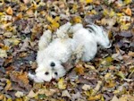 The Leaf Pile Looks Like Pure Joy. It's Also a Hiding Spot.