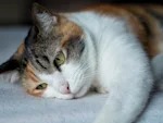 Your Cat's Runny Nose Has a Color Code. Learn to Read It.