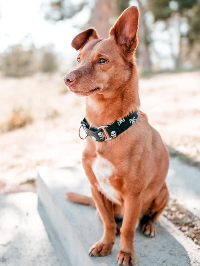 Your Dog Isn't Ignoring You. They Hear Things You Physically Can't.