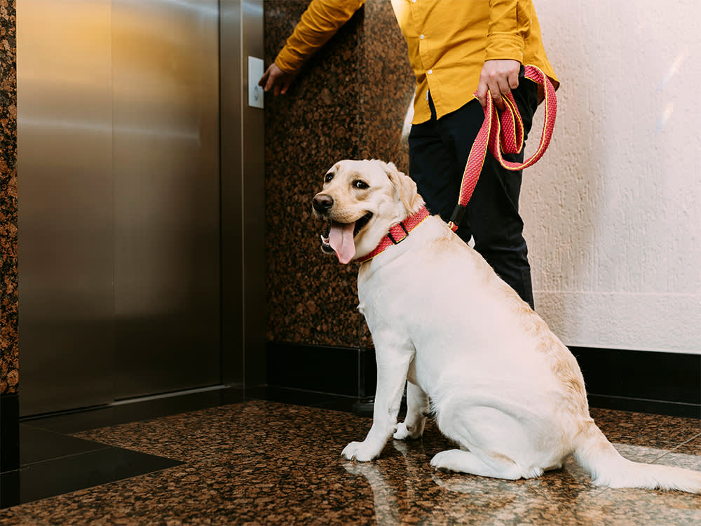 To Your Dog, the Elevator Feels Like an Earthquake. That Changes How You Should Ride It.