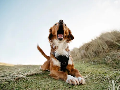 Your Dog Isn't Just Making Noise. Every Bark Is Aimed at Someone.
