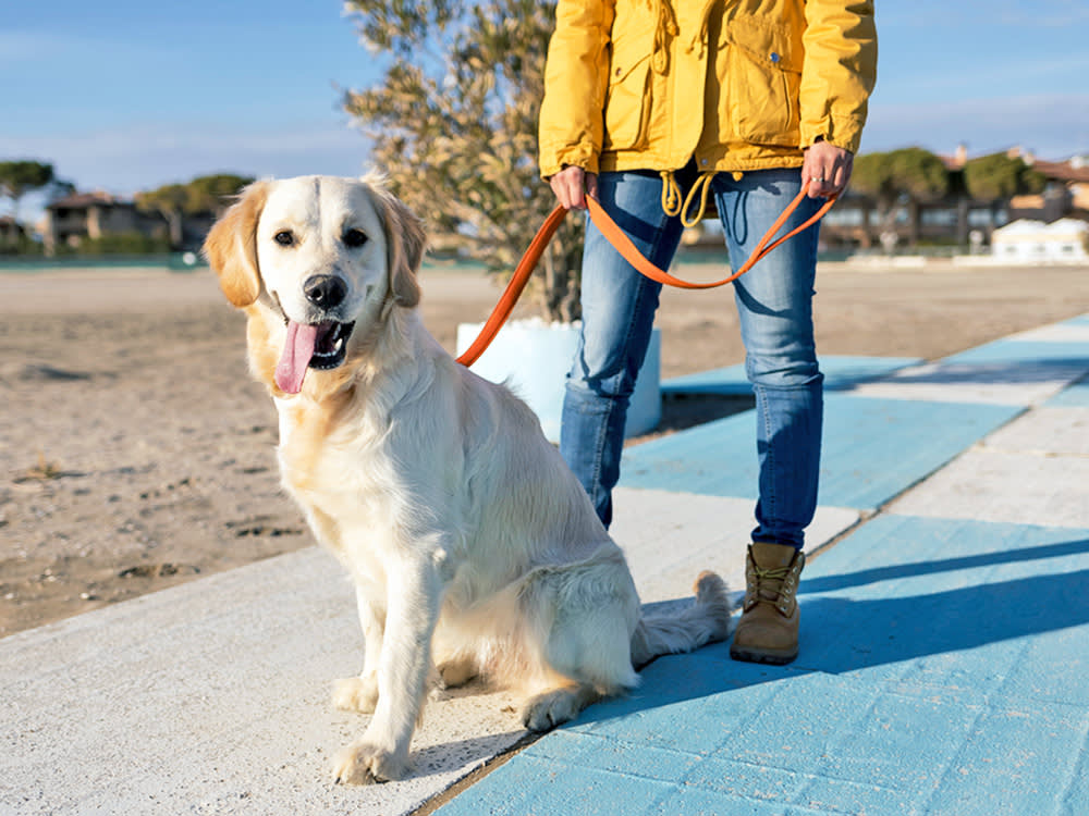 The One Thing Your Dog's Breed Is Quietly Begging You For
