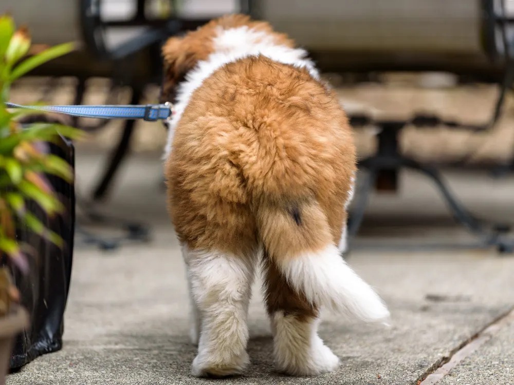 Your Dog Has a Favorite Paw. What Its 'Strength' Says About Their Nerves Is the Real Surprise.
