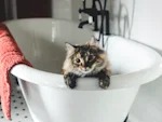 Most Cats Never Need a Bath. Here's the Shampoo for the Ones That Do.