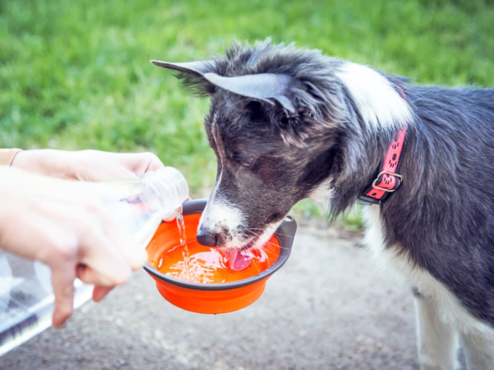 You Don't Give a Puppy Water. You Wean Them Into It.