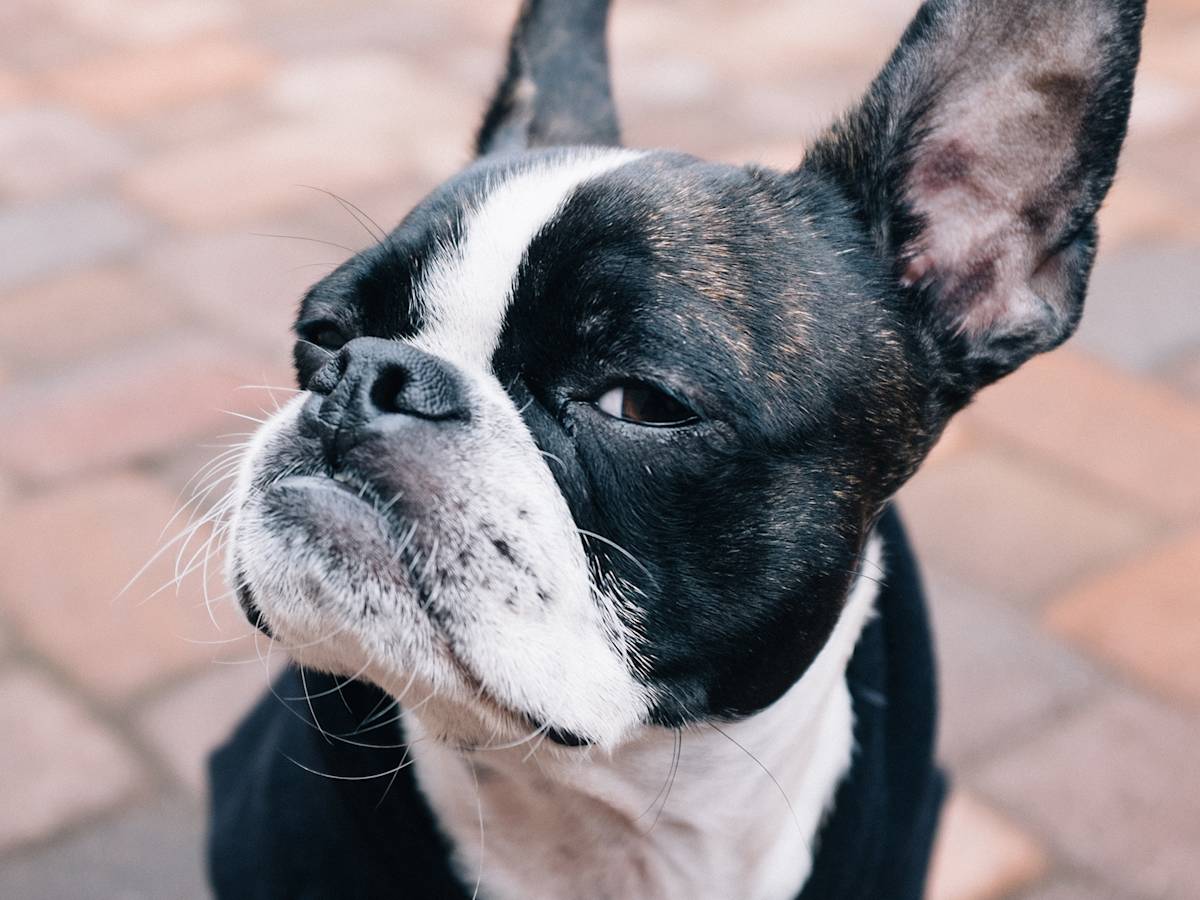 You Don't Have a Bad Dog. You Have a Ceiling, and Here's How to Spot It